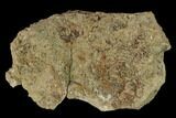 Fossil Hadrosaur (Edmontosaurus) Skin Cast - Montana #133488-1